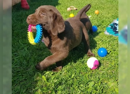 Wunderschöne Labrador Welpen mit Papieren