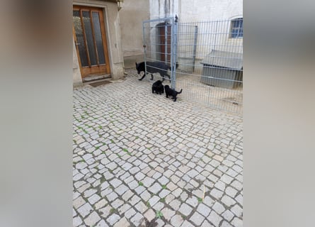Schäferhund-Mischlingswelpen