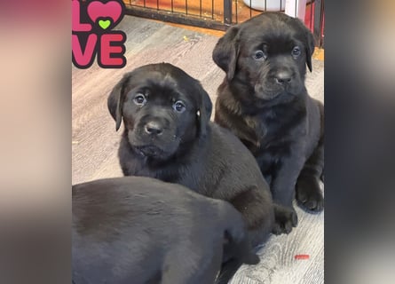 2 Labrador Retriever Weibchen Welpen mit Ahnenpass, Eltern HD, ED, PL, OCD, Augen und Genetisch frei