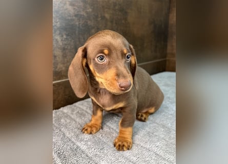 Zwerg Dackel Welpen in besonderen Farben (blue / choco / Harlekin) suchen tolles Zuhause