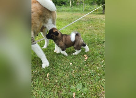 Amerikanische Akita
