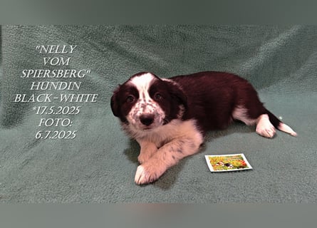 Border Collie-Welpen , black-,choco-,red-white und red-,black-merle