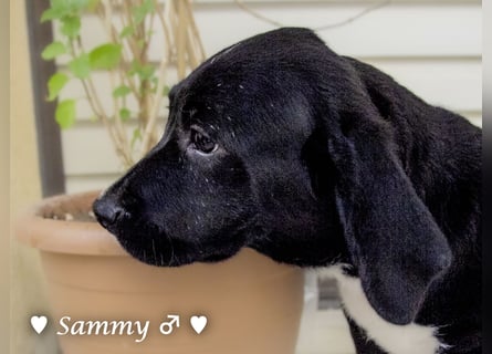Kokonimix Tammy und Sammy suchen ein Zuhause