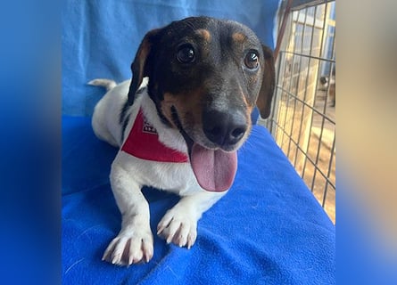 (R) ❤️ zauberhafter kleiner KARLI - 2,5 Jahre, 28cm/9kg - Jack Russell-Dackel-Mischling