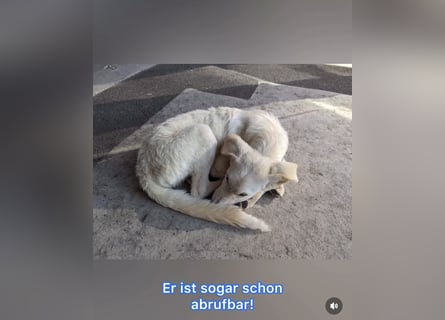 Carlo – ein kluger Dreikäsehoch auf der Suche nach seinem Platz im Leben (auf PS PLZ 87763)