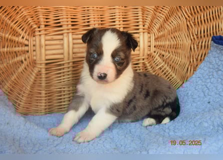 Traumhafte Mini Aussie Welpen,alle Farben, aus seriös. Zucht!