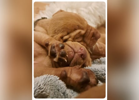 Magyar Vizsla Welpen suchen ab Mitte März ein neues liebevolles Zuhause