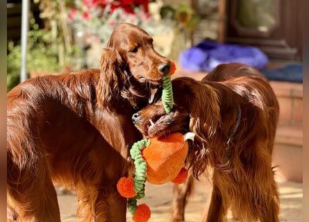 Irish Setter Welpen mit Papieren