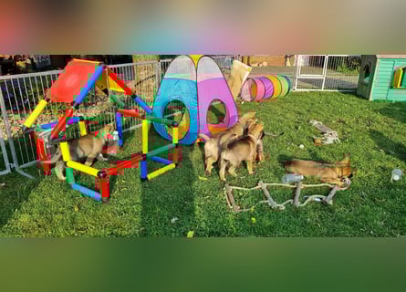 Reinrassige Schäferhund Welpen mit SV Papieren