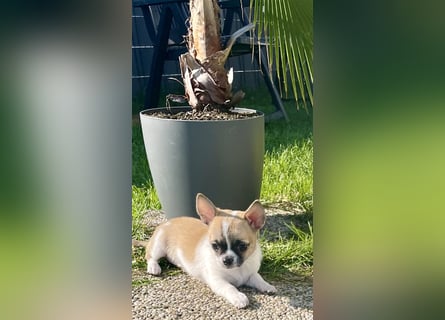 Chihuahua Welpen mit Ahnentafel