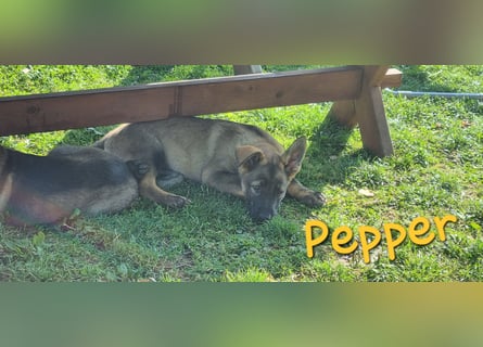 Reinrassige Schäferhund Welpen mit SV Papieren