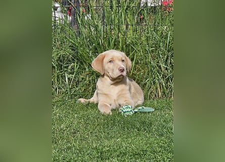 Labrador Welpe mit Ahnenpass Rüde sucht seine Familie