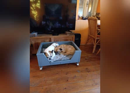 Französische Bulldogge reinrassig FCI (körperlich/genetisch getestet)