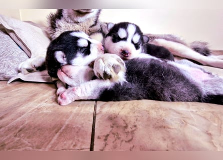 FCI Pedigree Blue Eyed Black & White Siberian Husky Champion Puppy
