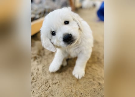 Golden Retriever Welpen vom Züchter – liebevoll & familiär aufgezogen