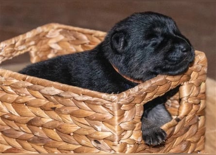 Topverpaarung Deutscher Schäferhund Welpen reinrassig Leistungslinie DDR HD/ED frei!