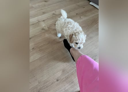 Maltipoo Welpen noch eine Hündin!