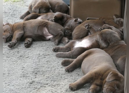 Labrador - Welpen