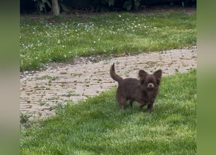 Chihuahua Welpen reinrassig Rüde