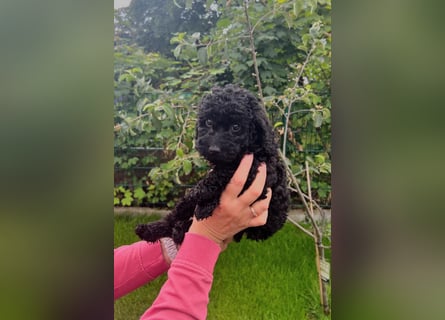 Wunderschöne Cockapoo/Cockerpoo Mädchen!!! Abgabebereit.
