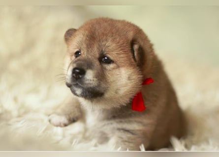Schöne rote Shiba inu Welpen MEI, MIKA, MASARU mit FCI dokumenten