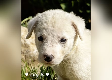 Biscuit, Casper, Pearl, Lily und Dove  suchen ihre Familie ab Oktober