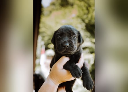 Labradorwelpen