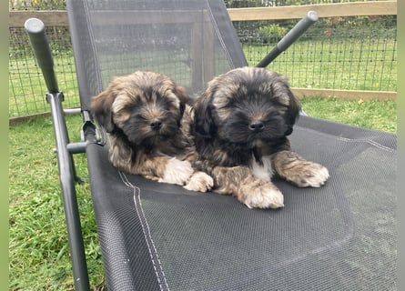 Tibet Terrier-Hündin, VDH, zobel, geb. 28.7.24