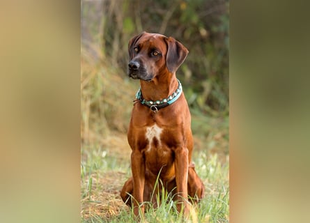 Rhodesian Ridgeback Dark Wheaten