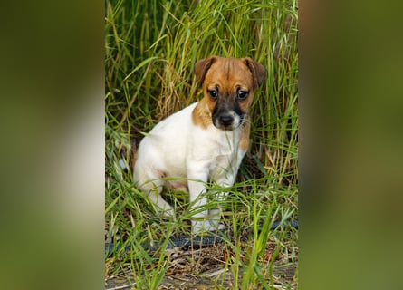 Jack Russell Terrier Welpe (Rüde) abzugeben!