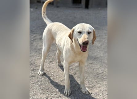 Liebe Labi-Mix-Schnute ♥ Chica ♥ wartet darauf gesehen zu werden