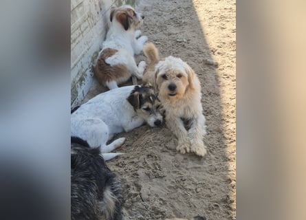 Verschiedene tolle Fellnasen  suchen ein  Zuhause