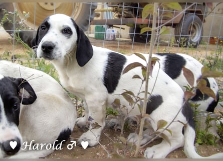 Holly, Hank, Harold und Herbie suchen ab sofort ein Zuhause