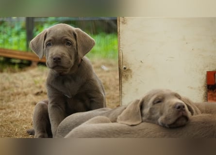 Labrador silber Welpen mit Ahnennachweis 12.08.24 geboren