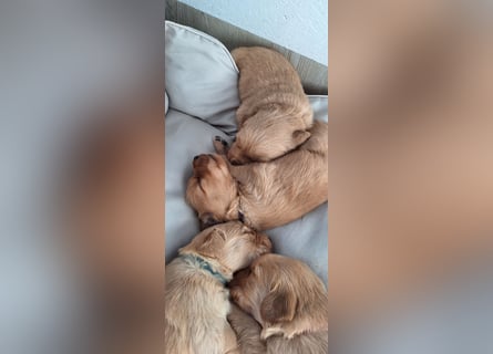 Golden Retriever Welpen
