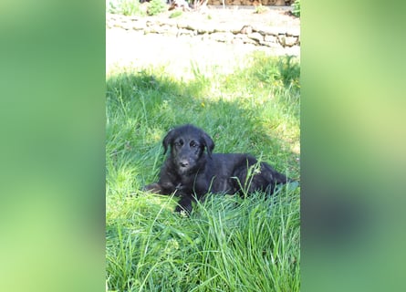 Irische Wolfshunde/ Irish Wolfhound Welpen