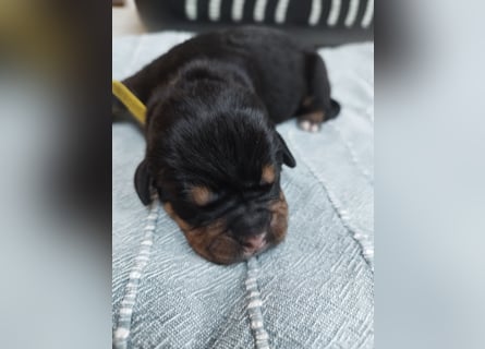 OEB Mix Welpen ideale Familienhunde