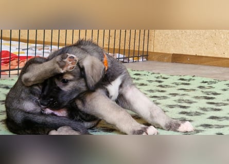 Irish Wolfhound Welpen