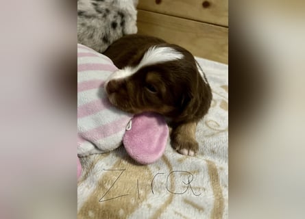 Mini Australien Shepherd Welpen suchen Traumzuhause