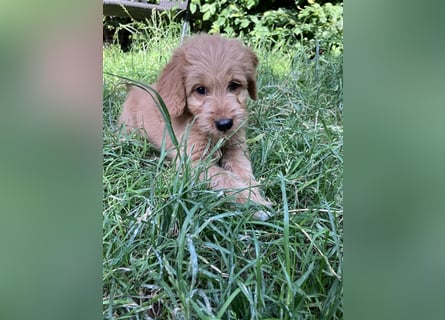 Mini Goldendoodle suchen liebevolles Zuhause