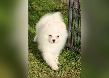 Zwergspitz Pomeranian "Vanilla" Hündin 4 Monate kann ins neue Heim ziehen