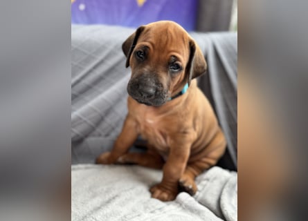 Rhodesian Ridgeback Welpen