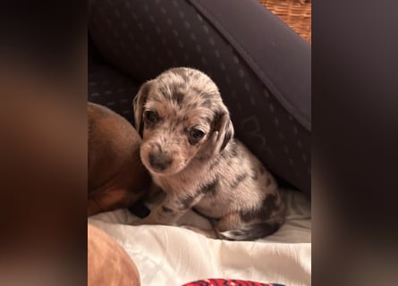 Zuckersüße Jack Russel- Dackel Welpen in liebevolle Hände abzugeben !