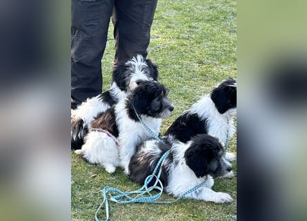 Polski Owczarek Nizinny - Polnischer Niederungs Hütehund -  PON