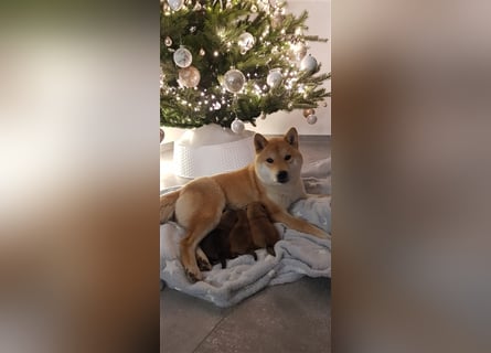 Wurfankündigung - Oktober 24 - Reinrassige Shiba - Inu Welpen! Langjährige Shiba-Liebe!