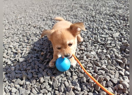 XXS Mini-Rasse-Mix Welpen Chihuahua, Papillon