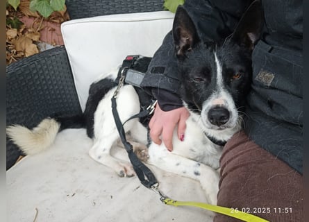 Oreo wartet in der Nähe von München