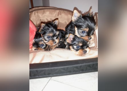 Yorkshire-Terrier Welpen,  reinrassig mit Ahnentafel sofort abgabebereit