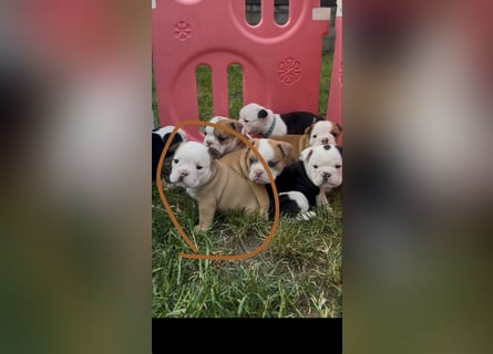 Englische Bulldoggen Welpen– 7 süße Mädels suchen bald ein Zuhause!
