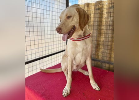 ❤️ wunderschöner Schmusebär PABLO - 2 Jahre, 50cm/20kg - Vizsla-Mix ❤️